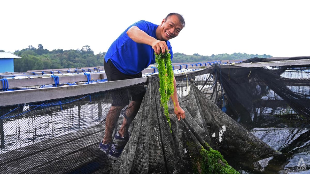 Grapes, seaweed and ice plants: The unexpected crops farms in Singapore are growing